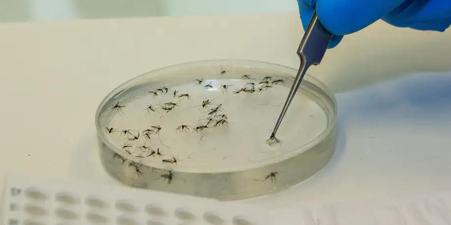 Casos de febre Oropouche disparam em Minas Gerais e acendem alerta de saúde pública